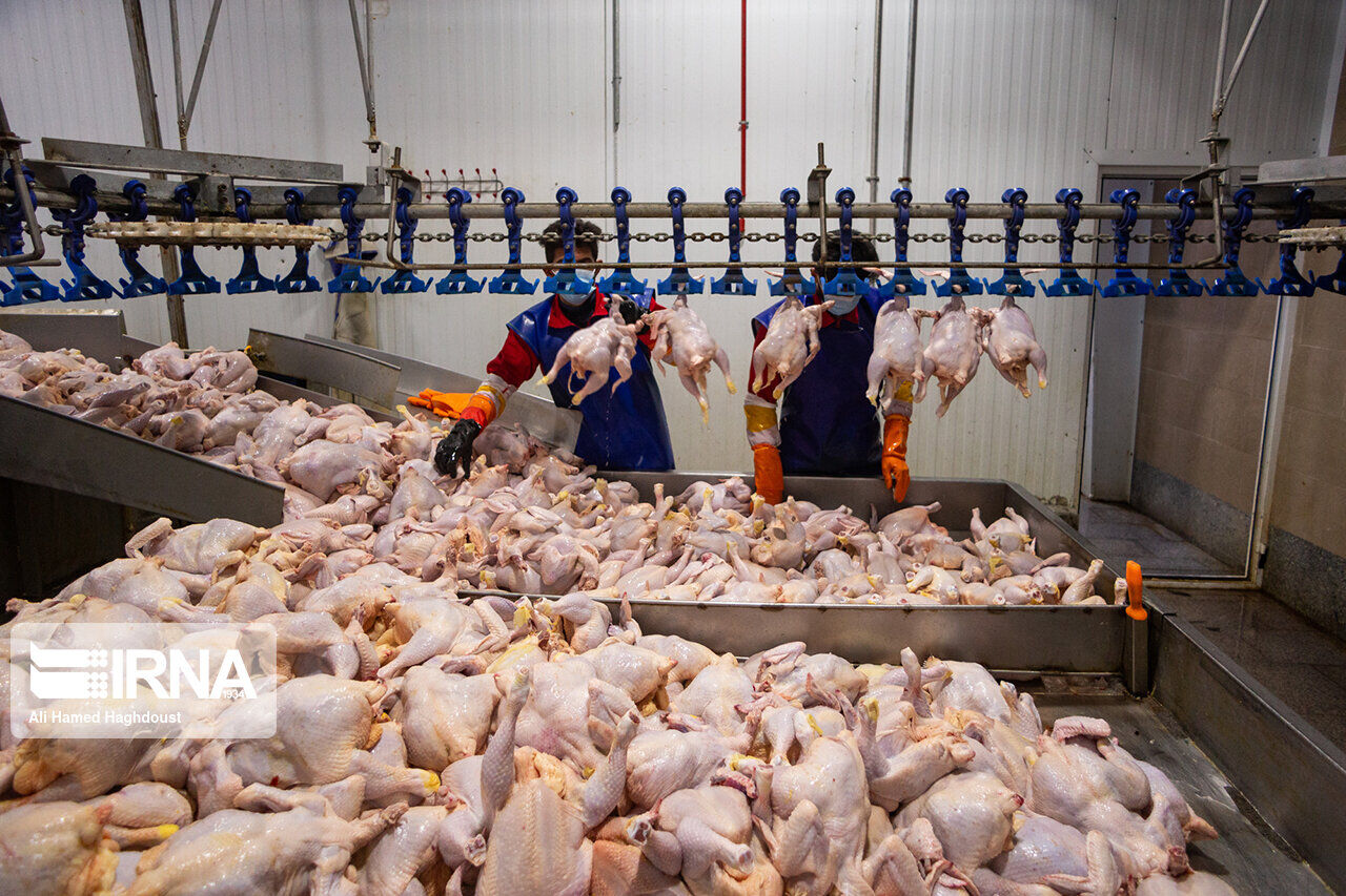 مجوز صادرات 17 هزار تن مازاد گوشت مرغ صادر شد/ نیازی به واردات مرغ نیست
