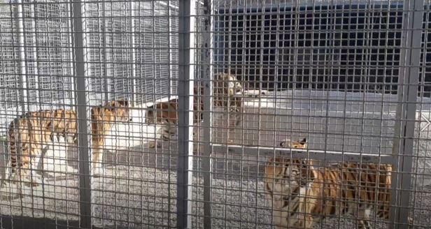 حمله ببر به عوامل برنامه تلویزیونی «در استان» و جراحت یکی از مستندسازان