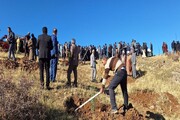 آغاز طرح مردمی کاشت ۱۲ میلیون اصله درخت در کردستان+فیلم
