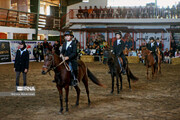 19th Caspian Horse Beauty Festival held in northern Iran