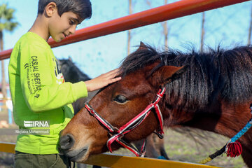 Le cheval caspien, une race purement iranienne