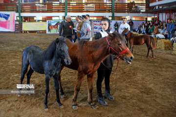 Le cheval caspien, une race purement iranienne