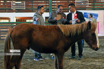 Le cheval caspien, une race purement iranienne