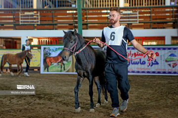 Le cheval caspien, une race purement iranienne