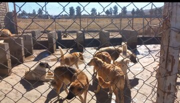 ۱۷۵ سگ ولگرد در طرقبه شاندیز خراسان رضوی عقیم‌سازی شدند
