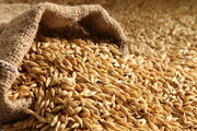 ۴۴ هزار تن بذر گواهی شده در خوزستان توزیع شد