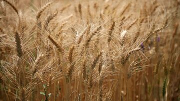 کشت ۶ میلیون هکتار گندم در سال‌جاری/ ۴۲۰ هزار تن بذر اصلاح شده توزیع شد