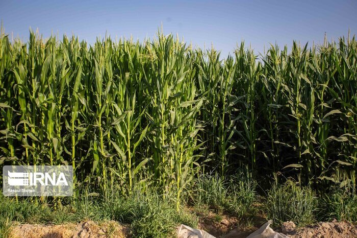 چشم کرمان به کرم برگخوار روشن