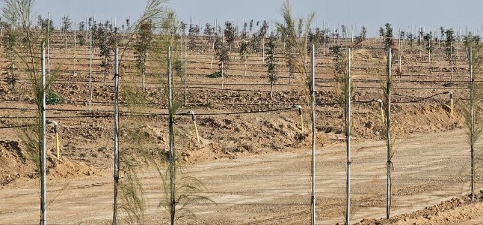 فاز اول بزرگترین باغ پسته یکپارچه و هوشمند کشور در منطقه آزاد ماکو افتتاح شد