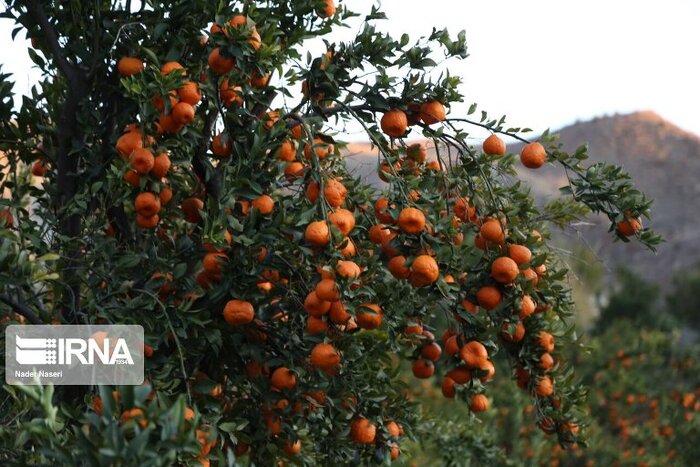 اَنگ رنگ بر مرکبات مازندران