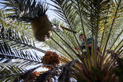 Dates in southern Iran