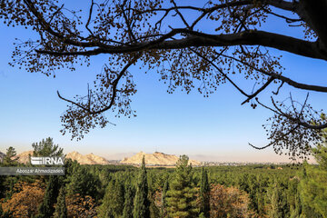 Tree-planting project in Iran's Kerman