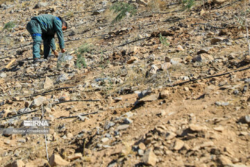 Tree-planting project in Iran's Kerman