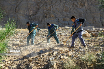 Tree-planting project in Iran's Kerman