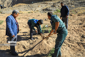 Tree-planting project in Iran's Kerman