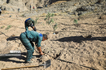 Tree-planting project in Iran's Kerman