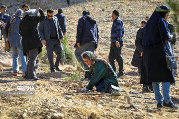 Tree-planting project in Iran's Kerman