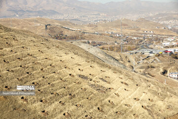 Planting 12 million saplings in Sanandaj