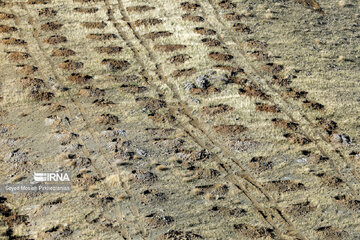 Planting 12 million saplings in Sanandaj