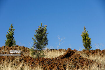 Planting 12 million saplings in Sanandaj