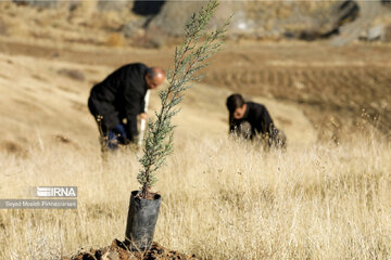 Planting 12 million saplings in Sanandaj