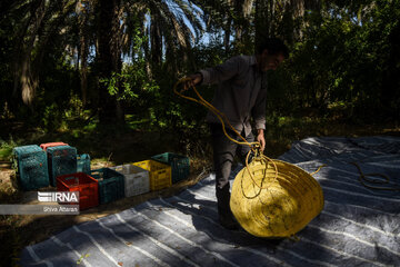 Dattes dans le sud de l'Iran