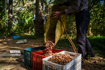 Dattes dans le sud de l'Iran