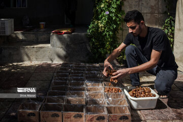 Dattes dans le sud de l'Iran