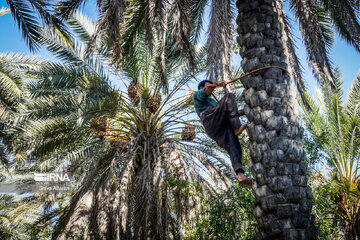 Dattes dans le sud de l'Iran