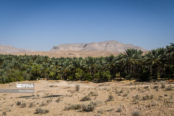 Dattes dans le sud de l'Iran