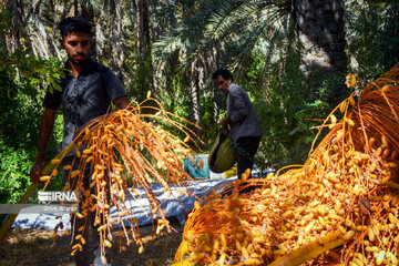 Dattes dans le sud de l'Iran