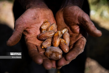 Dattes dans le sud de l'Iran