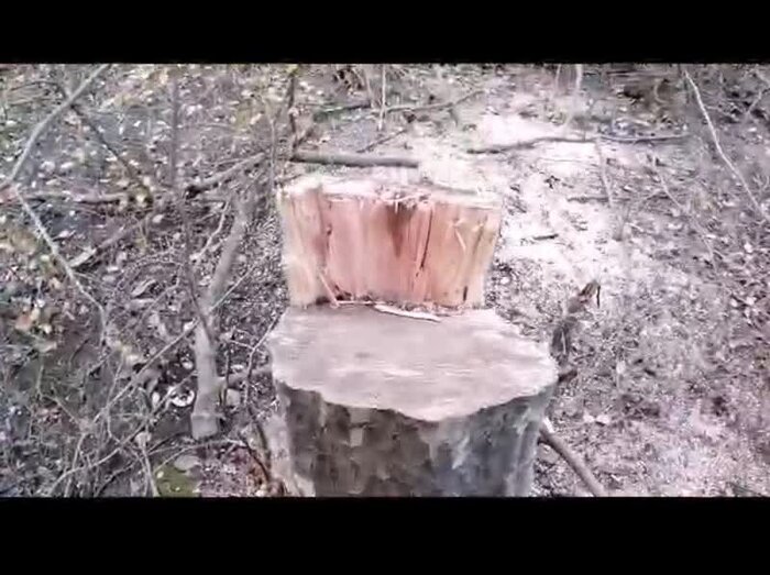 قطع دنبالهدار درختان جنگلی در رامیان