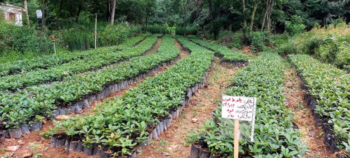 هزار و ۲۰ هکتار عرصه ملی گلستان برای غرس نهال شناسایی شد هزار و ۲۰ هکتار عرصه ملی گلستان برای غرس نهال شناسایی شد
