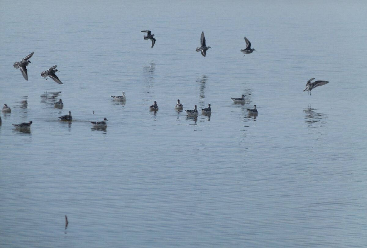پرندگان مهاجر به تالاب کجی نهبندان رسیدند پرندگان مهاجر به تالاب کجی نهبندان رسیدند