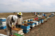 فیلم| تولید هفت هزار و ۵۴۱ تن عسل در استان اردبیل