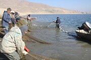 صید ماهی در دریاچه سد مهاباد به ۵۰ تُن در سال کاهش یافت