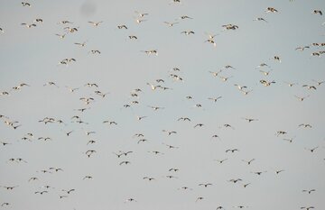 هزاران قطعه پرنده زنگوله بال در زیستگاه‌های شمال استان اردبیل فرود آمدند