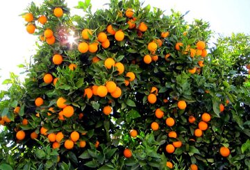 قیمت مصوب خرید پرتقال تامسون از باغدار اعلام شد