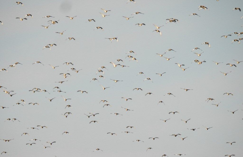 هزاران قطعه پرنده زنگوله بال در زیستگاه‌های شمال استان اردبیل فرود آمدند