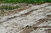 فرسایس خاک، شوری تدریجی اراضی کشاورزی را موجب می شود