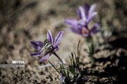 Le safran, une fleur du plateau iranien