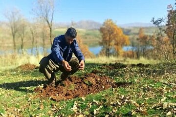 ۱۰ هکتار از جنگل‌های بلوط سردشت غنی‌سازی شد