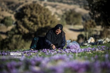 Le safran, une fleur du plateau iranien