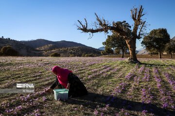 Le safran, une fleur du plateau iranien