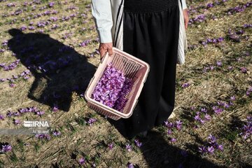 Le safran, une fleur du plateau iranien