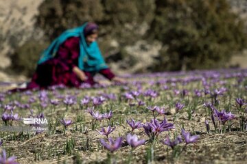 Le safran, une fleur du plateau iranien