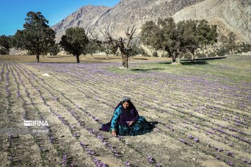 Le safran, une fleur du plateau iranien