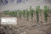 تولید صنوبر با پساب؛ طرحی کارساز و اقتصادی در خراسان‌شمالی