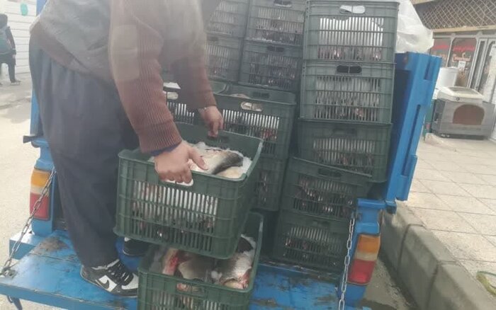 ۱۵۰۰ کیلوگرم ماهی غیربهداشتی در قزوین توقیف شد